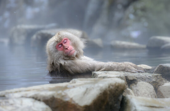 Jigokudani Monkey Park