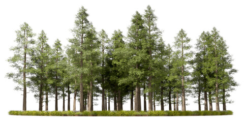 Obraz premium Pine conifer woods landscape cutout backgrounds 3d render png