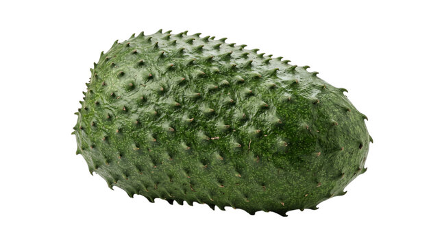 Green soursop fruit with spiky exterior on isolated on transparent background