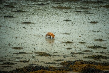 Obraz premium Red fox drinks water on sandy beach. Wild animal stands in shallow sea near seaweed. Lonely vulpes vulpes explores coast during rainy weather. Marine wildlife survives in nature habitat by ocean