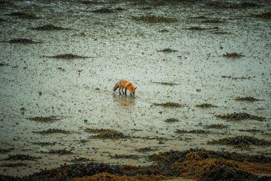 Red fox drinks water on sandy beach. Wild animal stands in shallow sea near seaweed. Lonely vulpes vulpes explores coast during rainy weather. Marine wildlife survives in nature habitat by ocean