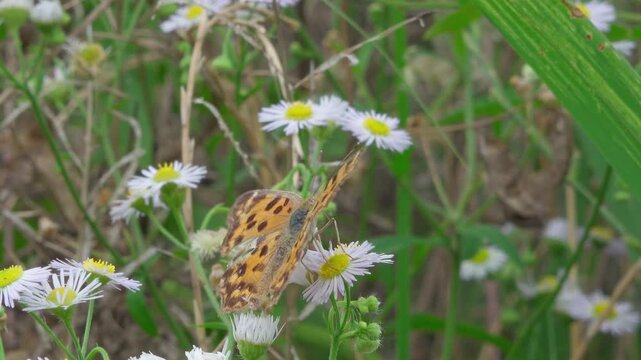 Macro shot of Asian comma butterfly opening wings on white flower