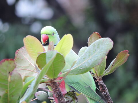 indian ring parrot sitting a branch