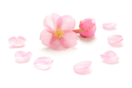 桜 花びら ピンク 春 白 背景