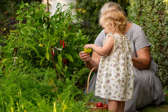 Girl Taking Fresh Yellow Pepper From Grandmother In Garden