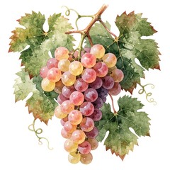 Obraz premium Watercolor illustration of ripe grape bunch with green leaves on white background. Hand drawn pink, yellow fruit clusters hang from vine. Organic berry element for summer food menu, wine label