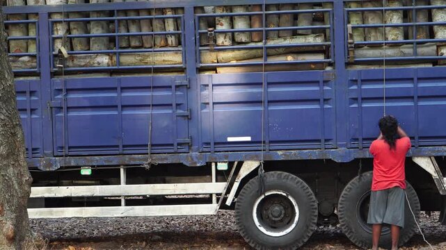 close up shot of Worker tying rope to secure harvested tree logs on a transport truck in an Indonesian forest.