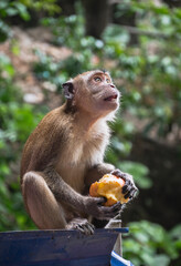 monkey eating apple © HoldenCui