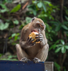 monkey eating apple © HoldenCui