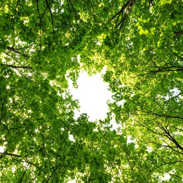 Low angle view of green tree canopy and bright sky in a forest