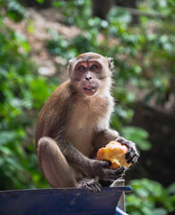 monkey eating apple © HoldenCui