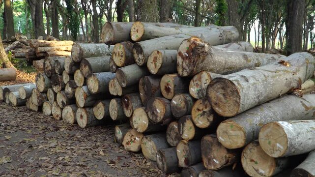 POV handheld walking past a pile of harvested timber logs in an Indonesian forest during daylight.