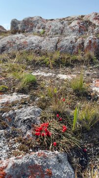 Video of red conifer berries of evergreen wild plant ephedra (Lat. Ephedra) are used as medicinal plant in folk medicine. Top view of bright ephedra cones on rocky coast of Siberian Baikal Lake