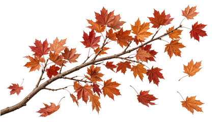 Autumn maple branch with falling leaves isolated on transparent background © PNG Studio 99