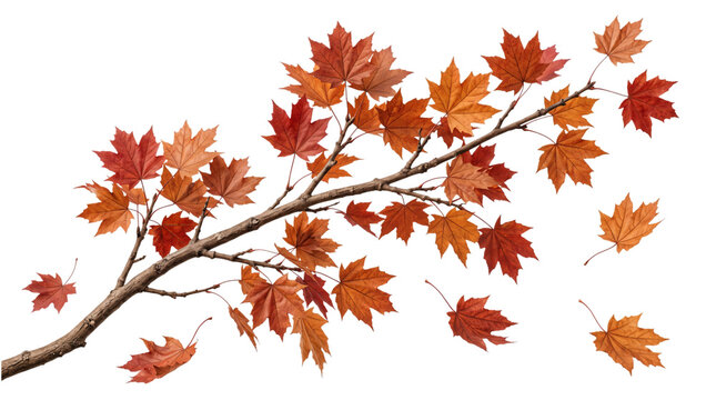 Autumn maple branch with falling leaves isolated on transparent background