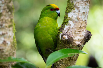 Obraz premium Native Yellow-Crowned Kākāriki Parakeet Perched on Mossy Tree Trunk