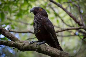 Fototapeta premium Native New Zealand Kākā Parrot Perched on Tree Branch in Forest