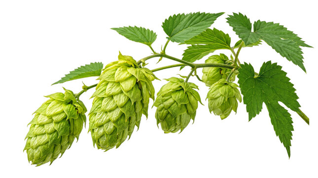 Green hops cones on a branch with leaves isolated on transparent background