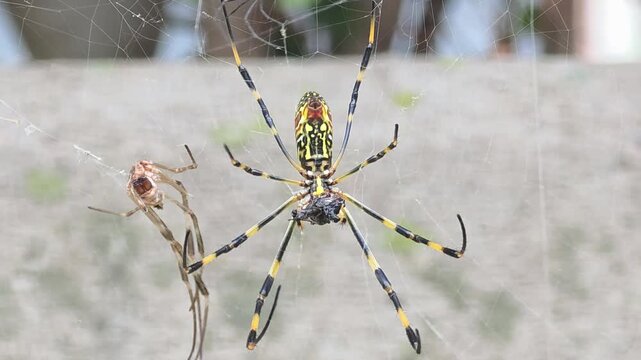 Spider Feeding on Prey Next to Molted Exoskeleton on Web.4k.HD

