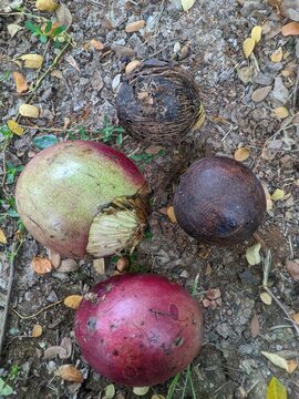Bintaro or Cerbera manghas / odollam in forest