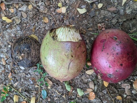 Bintaro or Cerbera manghas / odollam in the garden