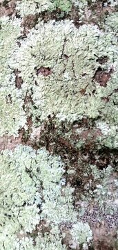 Pale green lichen covering rough cracked tree bark surface in natural outdoor environment