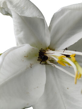 ant or insect on white flower 