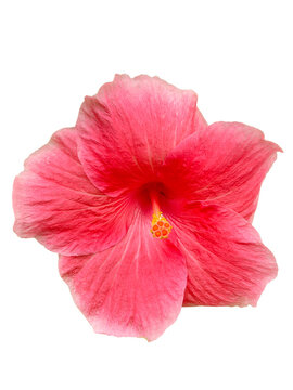 Orange Red Pink Hibiscus Flower Isolated on White Background for Floral Nature, Spring, Garden, Beauty and Decorative Design Concepts