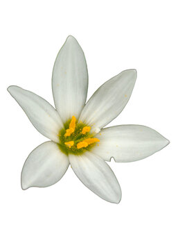 white lily flower on transparent white background