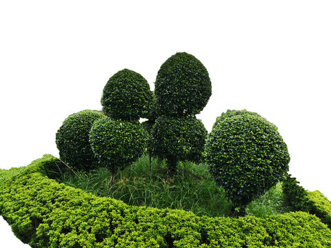 The Round Shape of Fukien Tea trimmed different shapes on gardening 
