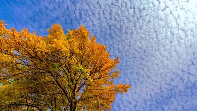 Vibrant golden autumn tree swaying in breeze under high altitude cirrocumulus cloud formation time lapse.