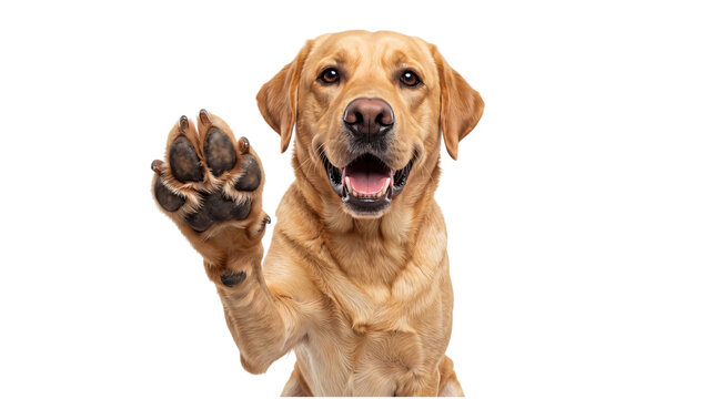 Golden retriever dog waving paw on white on isolated background