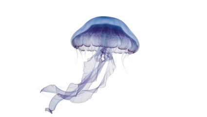 Translucent blue jellyfish with flowing tentacles, isolated on transparent background © picing