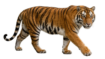 Fototapeta premium Majestic tiger with orange and black stripes, isolated on transparent background