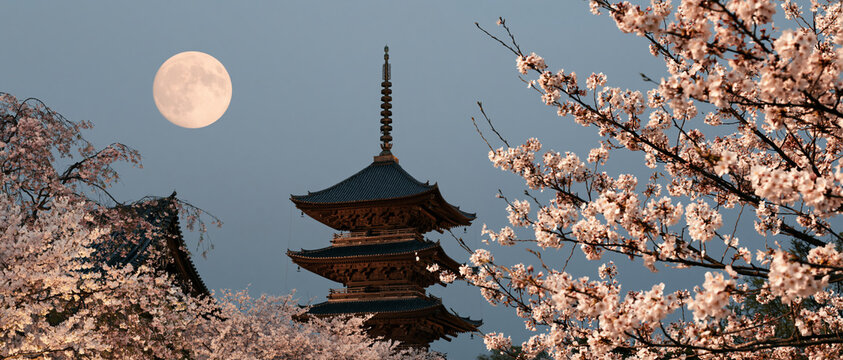 Japanese Pagoda Temple in Spring Cherry Blossom Sakura Landscape