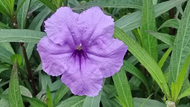Purple Ruellia flower blooming in green garden, beautiful violet flower moving in the wind