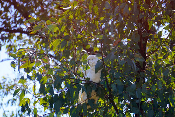 cockatoo rests in a eucalyptus tree  © Joanne