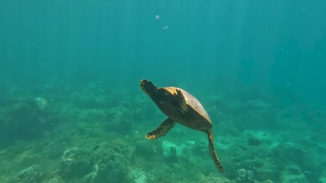 Underwater scene Hawksbill sea turtle with sunlight shimmering on shell swimming in Moorea French Polynesia