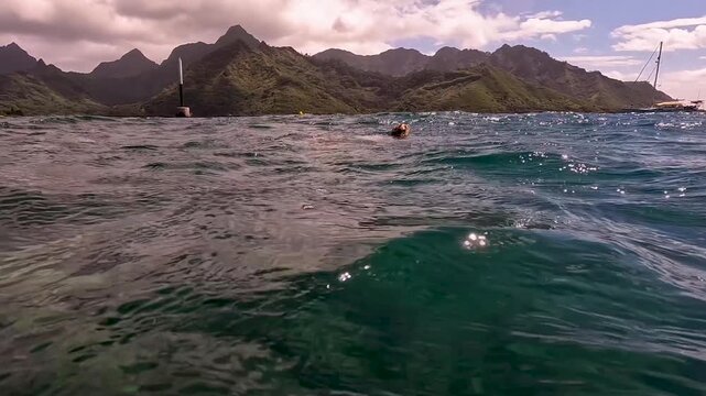 Hawksbill sea turtle swimming to ocean surface for a breath of air revealing rugged tropical island of Moorea French Polynesia