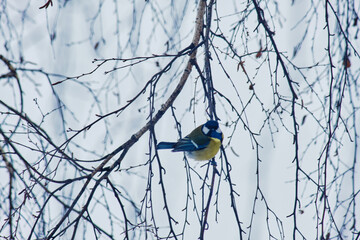 A great tit (Parus major) sits among the tangle of branches in winter. © Michel F