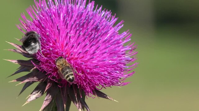 Flying Bumble Bees Insects Collecting Pollen on Thorns Flower, Pollinating Thistles, Mountains Desert Medicine Plants, Bumblebee