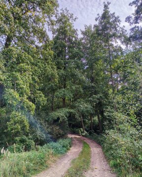 Vertical landscape of a winding country dirt road through a vibrant green forest, enhanced with a color filter