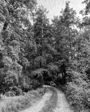 Vertical black and white monochrome landscape of a winding country dirt road leading into a dense forest