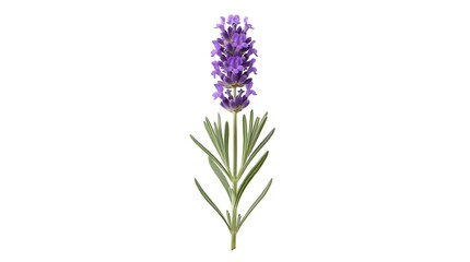 Fototapeta premium Single lavender stem with purple flower spike and narrow green leaves on white background