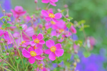 Obraz premium Vibrant pink Japanese anemone flowers blooming in a autumn garden