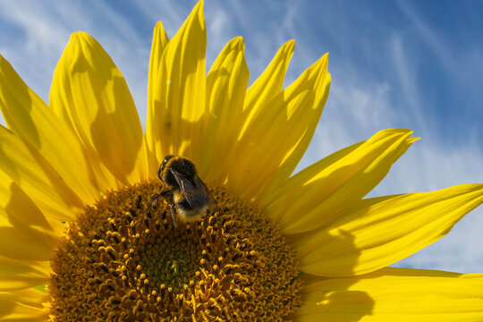 Eine Hummel auf einer Sonnenblume