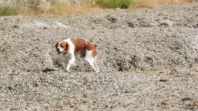 Spaniel breton