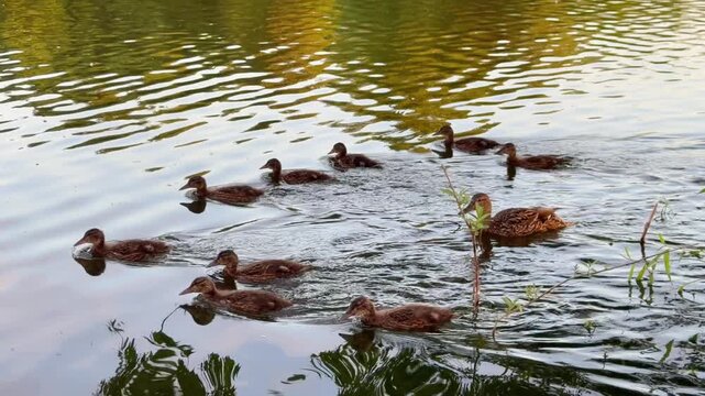 Brood of wild mallard ducklings swimming together with mother duck on a calm pond, lake, or river water surface outdoors. Group of cute brown waterfowl birds having fun, floating, and feeding. 