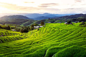 Obraz premium Lush green tea plantation across rolling mountain hills under glowing cloudy sky