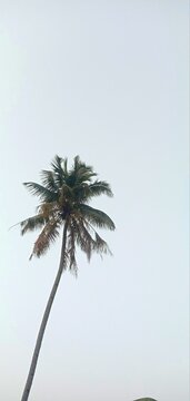 Tall coconut tree trunk rising straight upward against pale white sky with crown of fronds at top